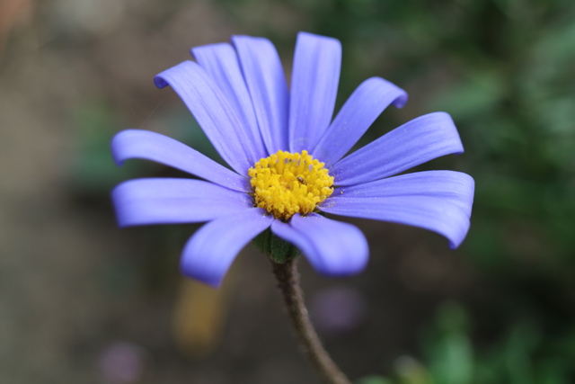 flower-image